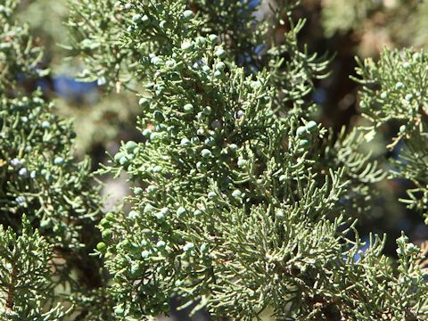 Juniperus occidentalis