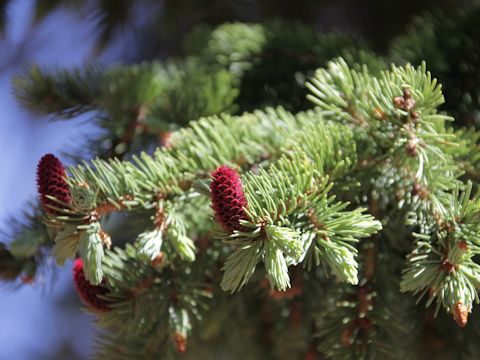 Larix occidentalis