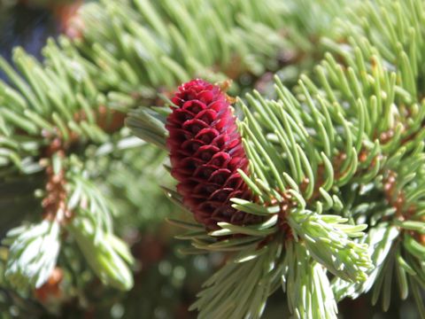 Larix occidentalis