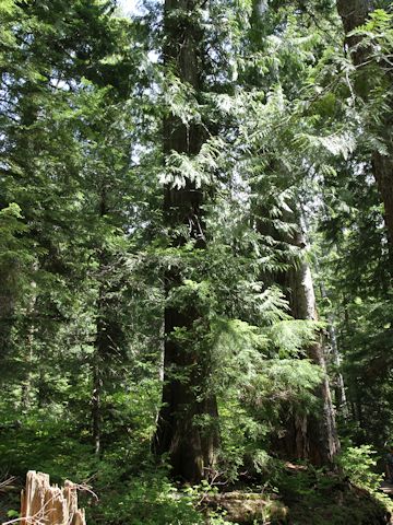 Thuja plicata