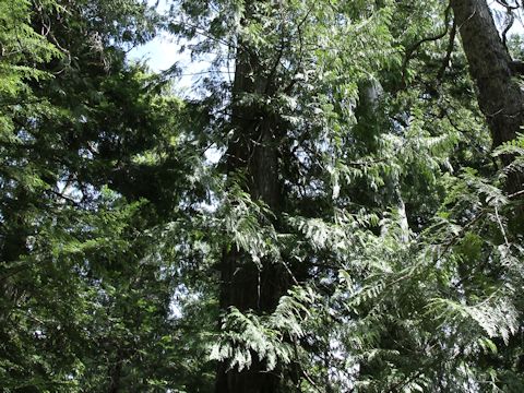 Thuja plicata