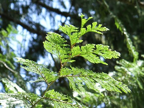 Thuja plicata