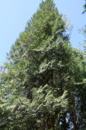 Thuja plicata