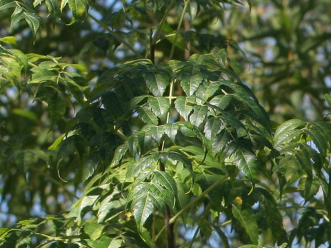 Sapindus drummondii