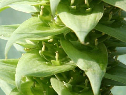 Whiteheadia bifolia