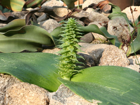 Whiteheadia bifolia