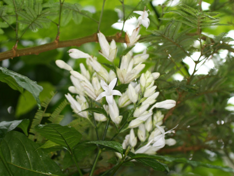 Whitfieldia elongata