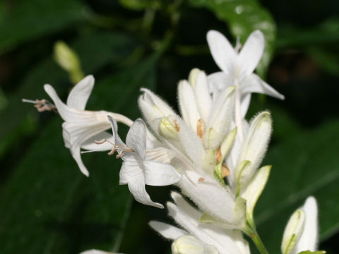 Whitfieldia elongata