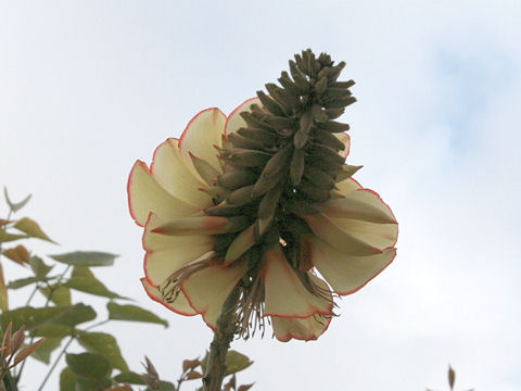 Erythrina sandwicensis