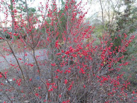 Ilex verticillata