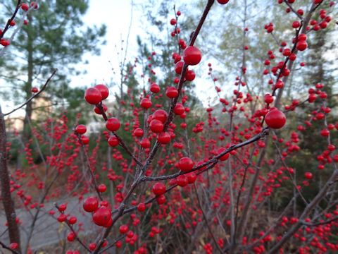 Ilex verticillata