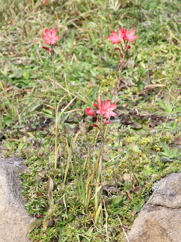 Hesperantha coccinea