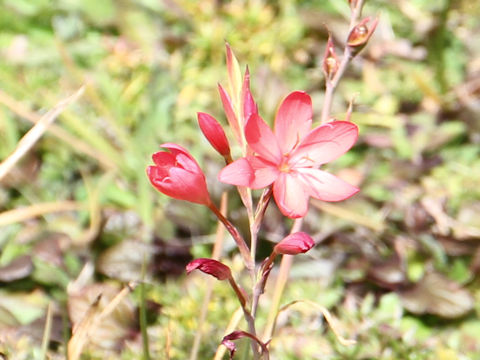 Hesperantha coccinea