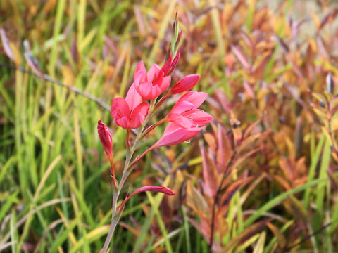 Hesperantha coccinea