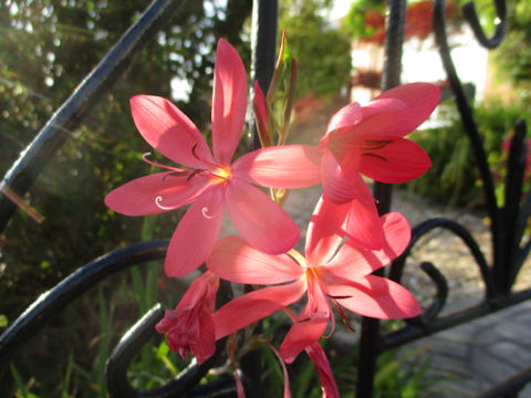 Hesperantha coccinea