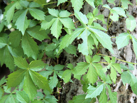 Parthenocissus vitacea