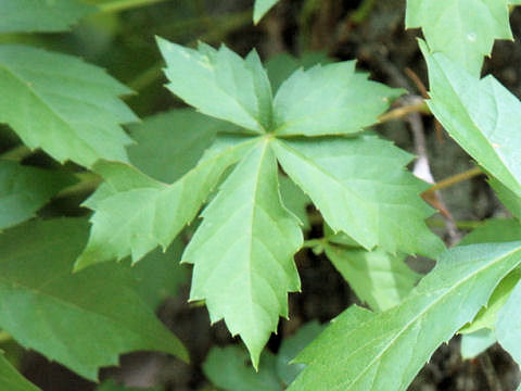 Parthenocissus vitacea