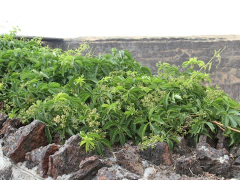 Parthenocissus vitacea