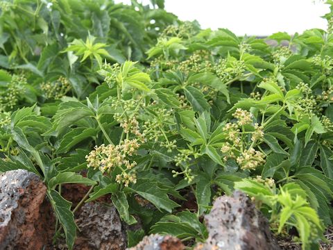 Parthenocissus vitacea