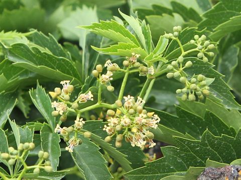 Parthenocissus vitacea