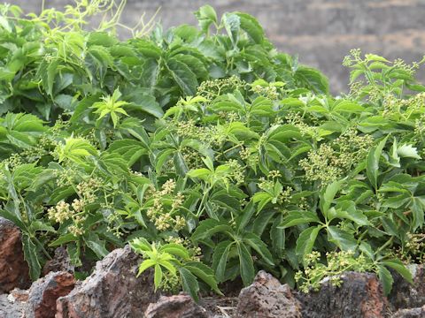 Parthenocissus vitacea