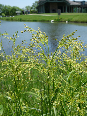 Scirpus cyperinus