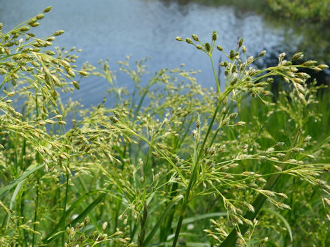 Scirpus cyperinus