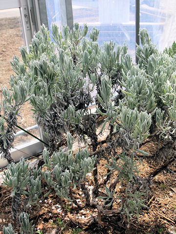 Lavandula lanata