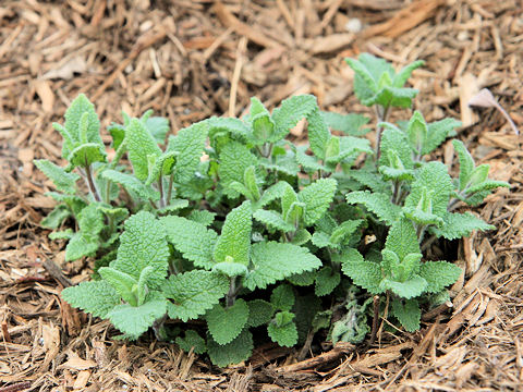 Teucrium scorodonia