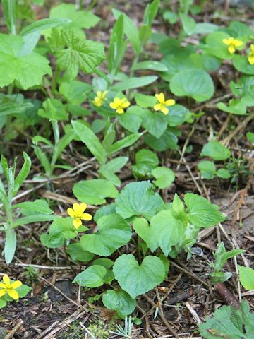 Viola glabella