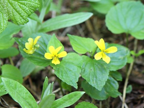 Viola glabella