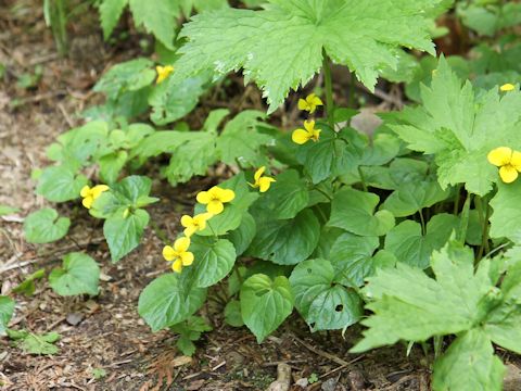 Viola glabella