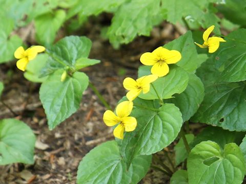 Viola glabella