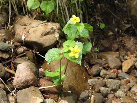 Viola glabella