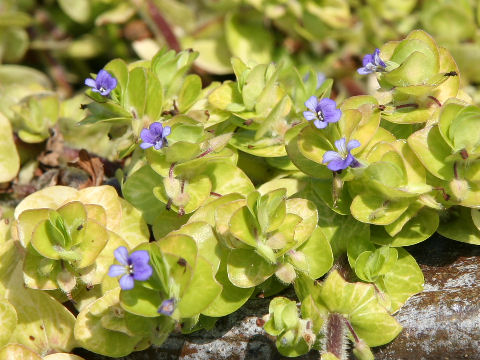 Bacopa lanigera