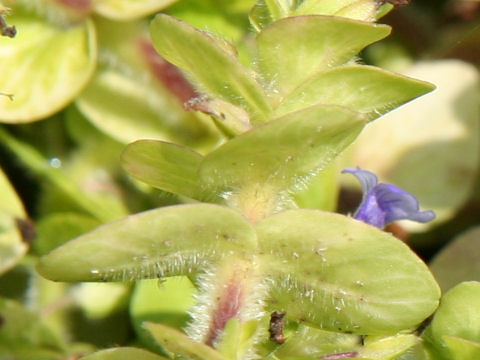 Bacopa lanigera