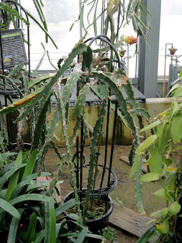 Selenicereus megalanthus