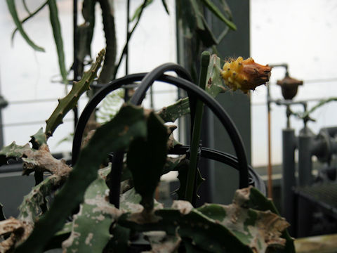 Selenicereus megalanthus