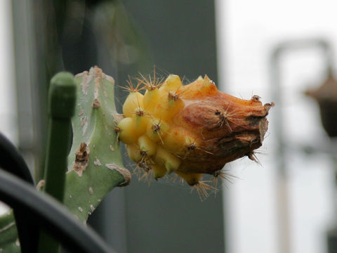 Selenicereus megalanthus