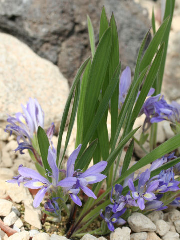 Babiana cedarbergensis