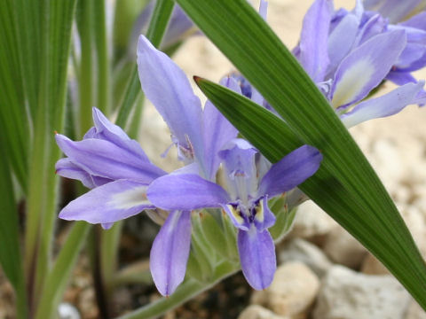 Babiana cedarbergensis