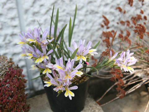 Babiana sp.