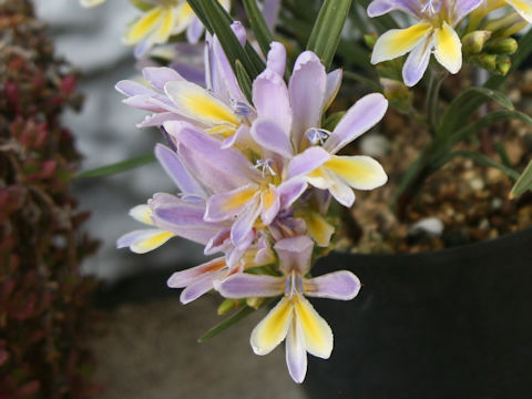 Babiana sp.