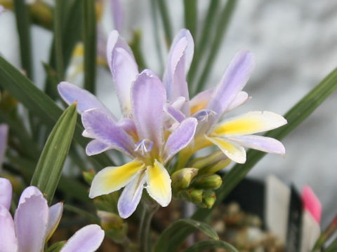 Babiana sp.