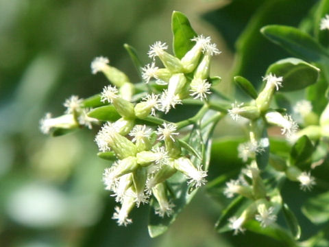 Baccharis halimifolia