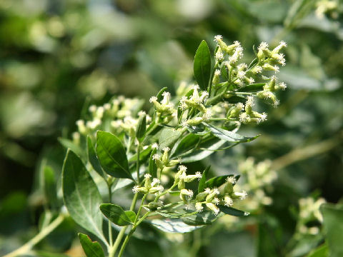 Baccharis halimifolia