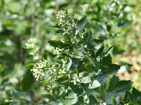 Baccharis halimifolia