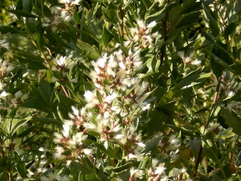 Baccharis halimifolia