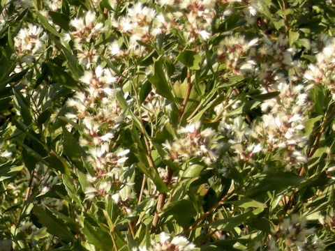 Baccharis halimifolia