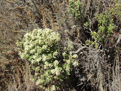 Baccharis pilularis